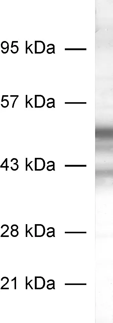 VGAT Recombinant rabbit - image 1